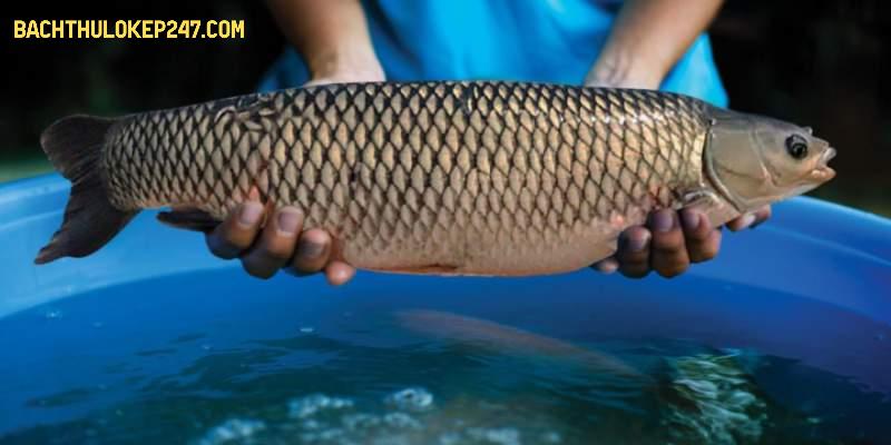Mơ thấy cá trắm tượng trưng tài lộc và vận may