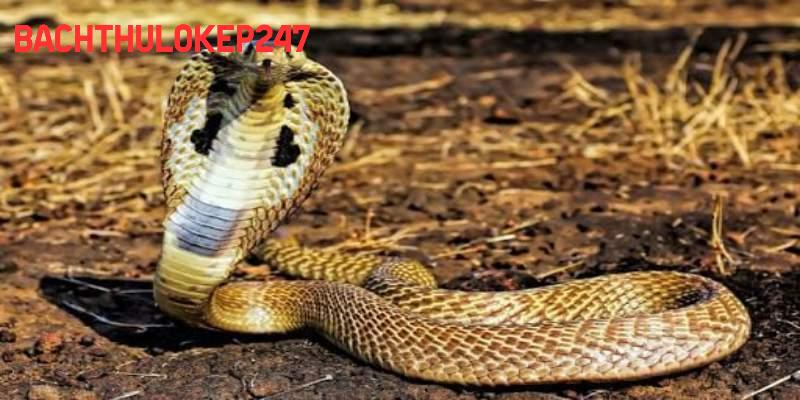 Mơ thấy rắn cũng được chuyên gia xét theo đối tượng